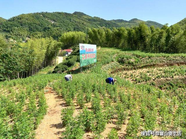 落儿岭镇太子庙村艾草种植基地