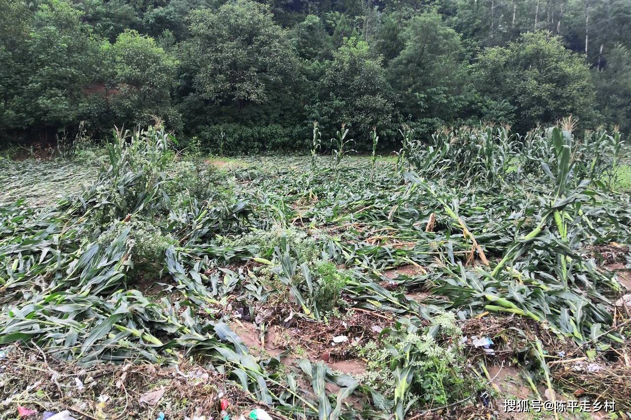 暴雨洪涝灾害致使洛南农村大面积玉米倒伏