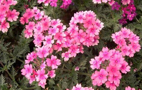 怎么养花开的多 acc0c5aed7084bfc9baa1ad18ccb9c2a.jpeg