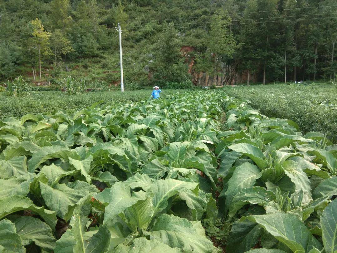 威宁县麻乍镇双包塘社区旱烟种植大户张明柱和他的50亩旱烟