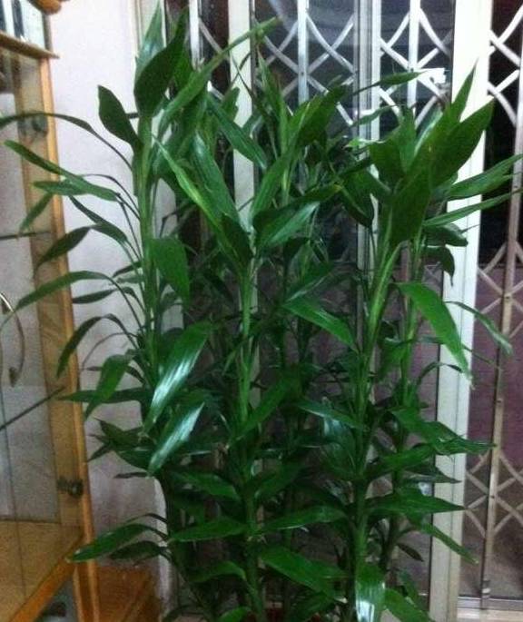 富贵竹怎么养才能更旺盛 2e429115accb4bee8eae627906698e39.jpeg