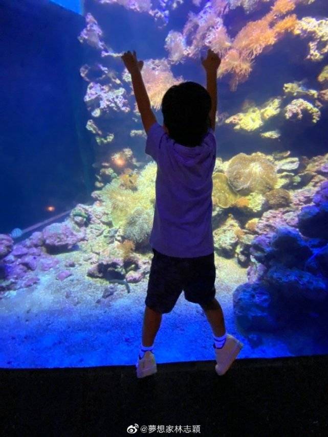 哥哥|双子星好激动，11岁黑米哥哥超爸爸肩膀林志颖带仨儿子逛海洋馆