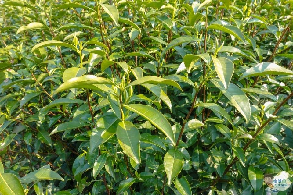 红楼梦|茶叶中被“黑”最惨的茶，在四大名著《红楼梦》中直接被贾母嫌弃