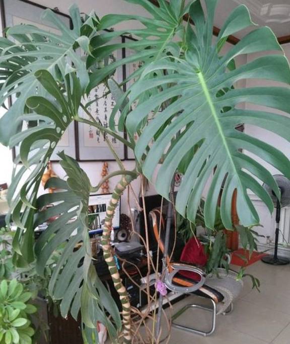 龟背竹怎么浇水好 f23cd17933634ac2a7e65f0fd5dfb552.jpeg