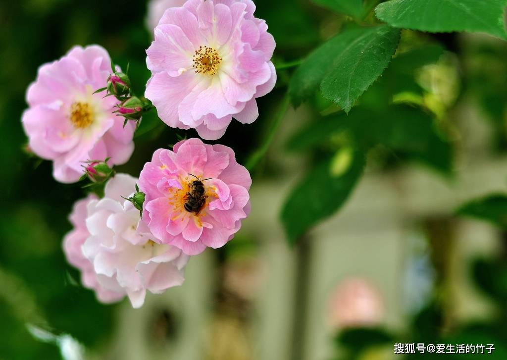 情花简谱_邓丽君情花简谱(3)