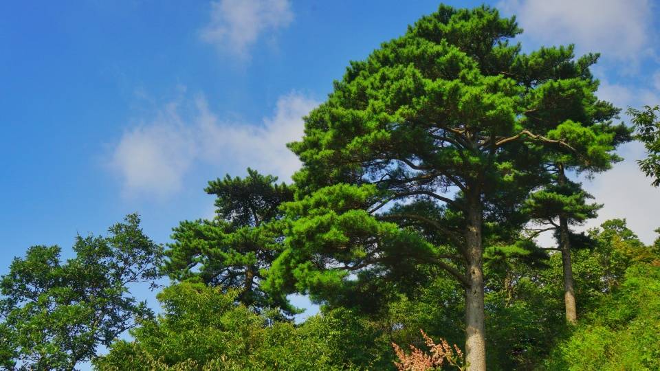 白马尖|横跨鄂豫皖三省的大别山，其主峰究竟在哪？它又有什么值得称道？