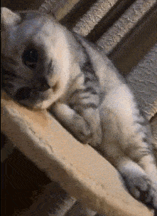 原创搞笑gif:妹子,你这是第一次骑电动车吗,是不是忘记有刹车了