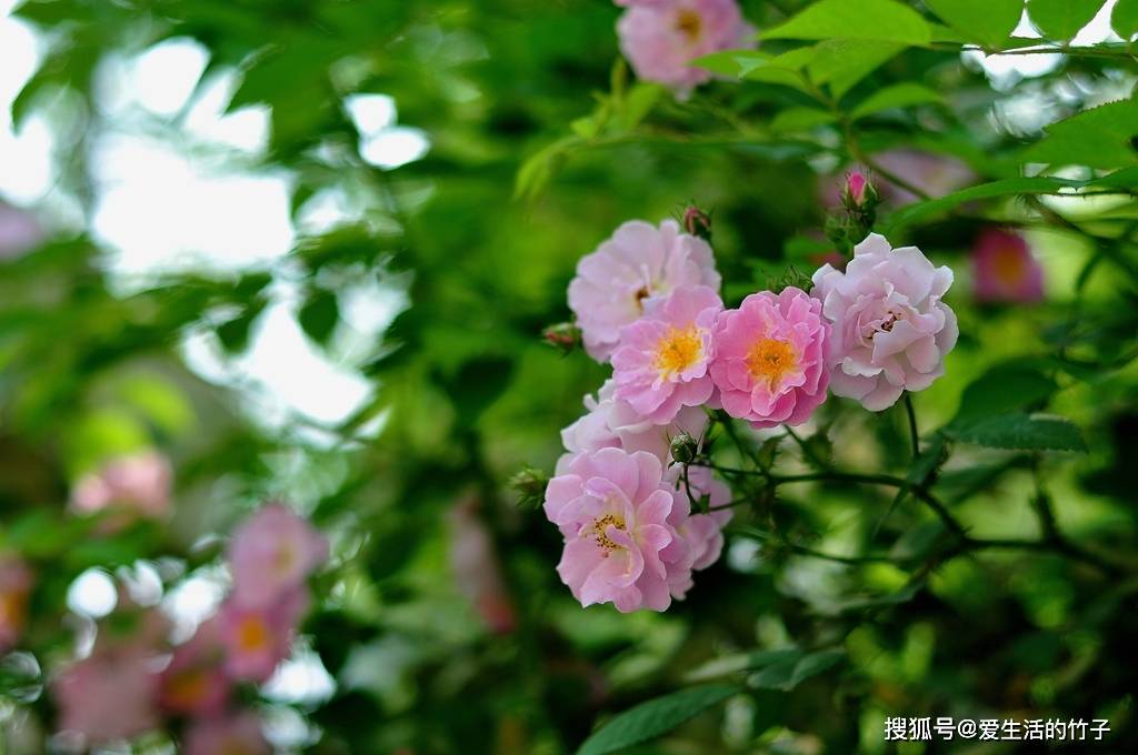 情花简谱_邓丽君情花简谱(3)