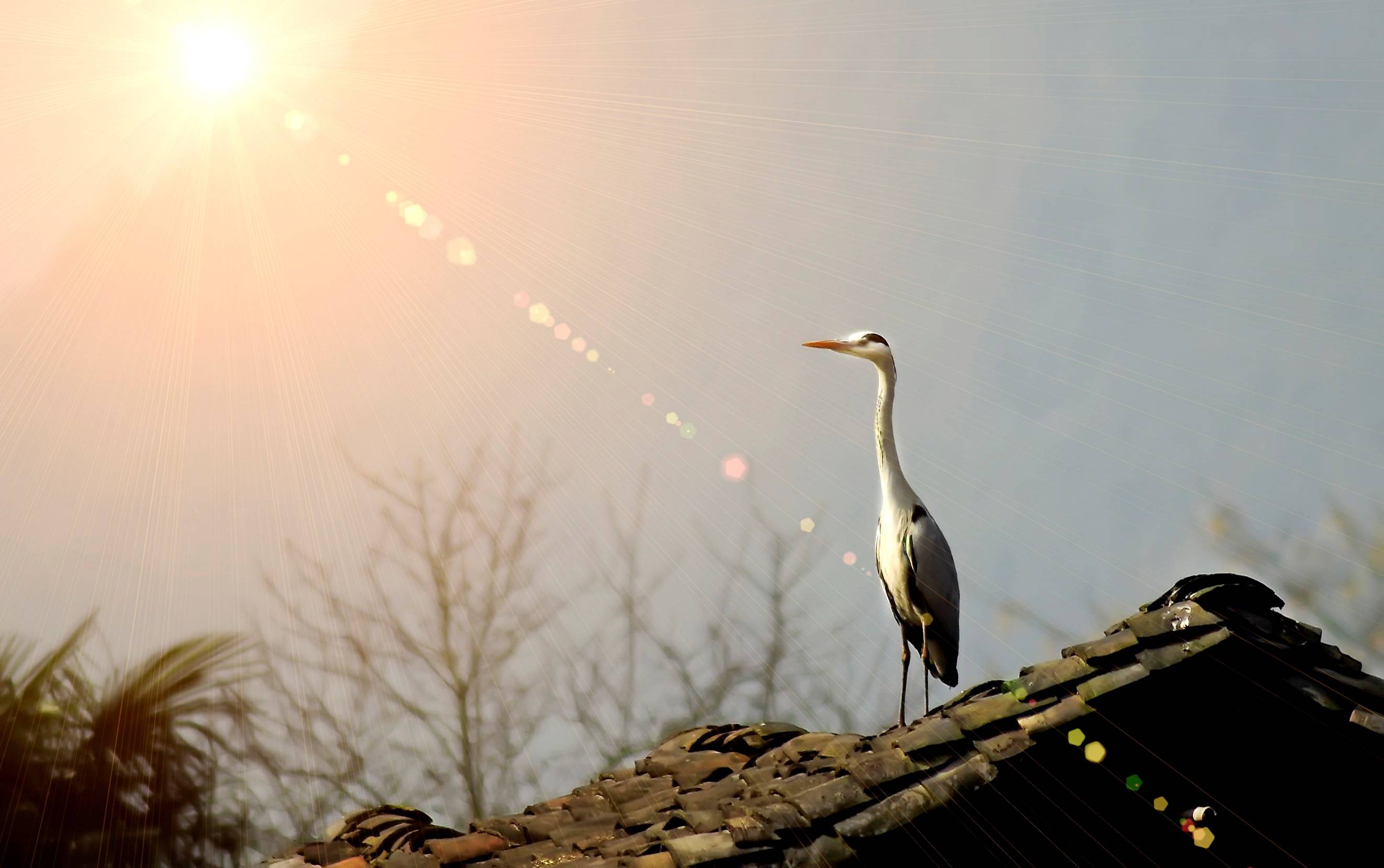 消息资讯|夏夜、星空、帐篷与音乐的碰撞，白马山七夕音乐季火热进行中