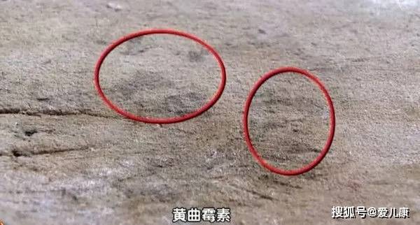 砧板|可能比马桶还脏...你家菜板多久换一次？天天给宝宝做饭的菜板