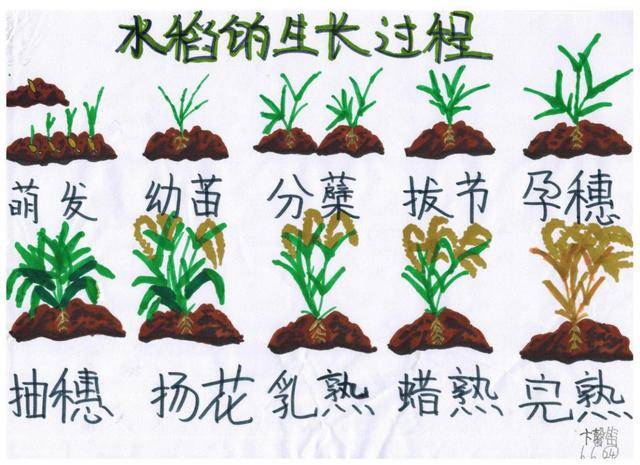 青岛市实验小学开展居家种植水稻教育实践活动
