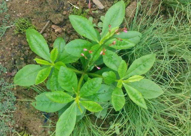 土人参是一种一年生或多年生草本植物,之所以这样,主要取决于其生存