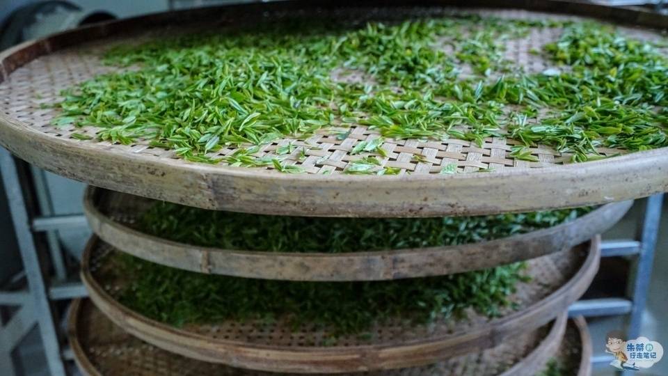 六安|世界上唯一单片生叶制成的无芽无梗的茶叶 名字特别 更是茶中精品