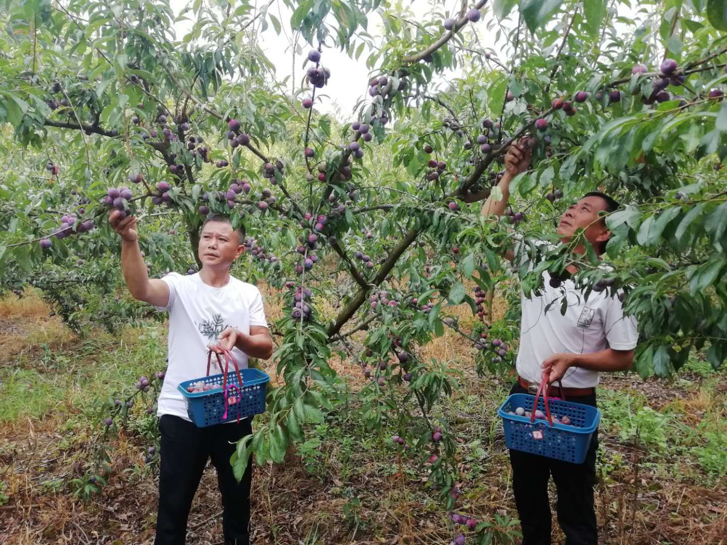 打响"富硒脆红李"品牌后,该乡李子远销省内外,均价每斤10元,产值超过