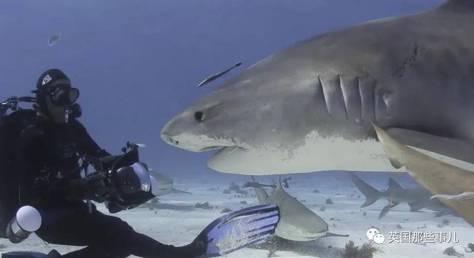 一个小举动,他跟一只野生虎鲨成了20年的好朋友