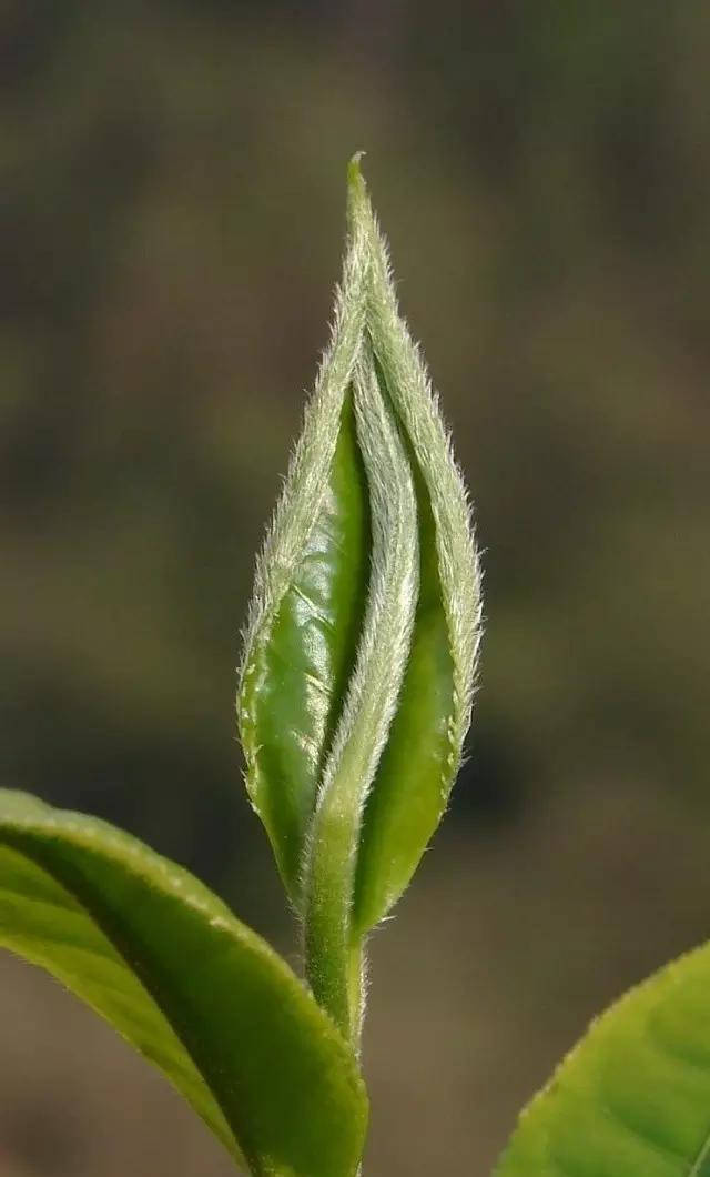 茶叶|【答疑解惑】普洱茶是绿茶还是红茶？