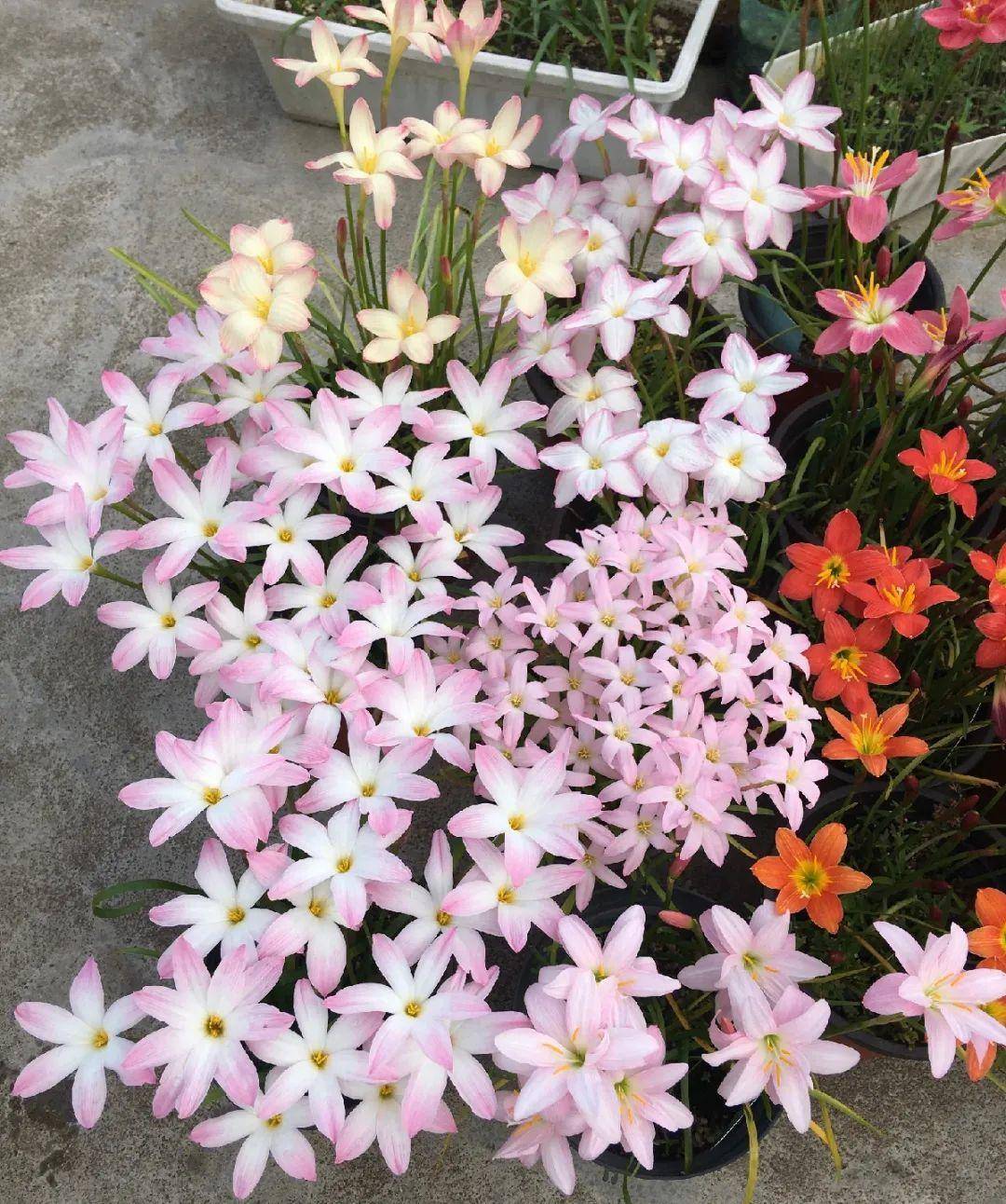 风雨兰什么时候施肥最好 546f61bb9f954a38bb1a9d9de7187448.jpeg