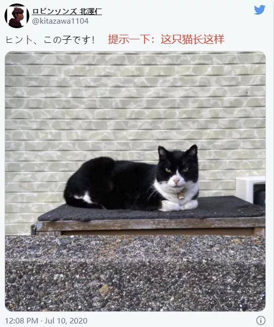 考验眼力的时刻:日推超高难度『寻找照片中躲藏の猫咪』,真心上头!