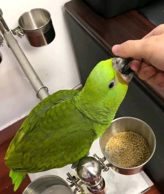 怎么教鹦鹉上手 eab0787cb3404514bba1ab7f6d4493a3.jpeg