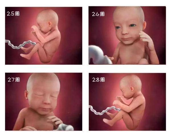 怀胎十月受精卵变新生儿,胎宝怎么成长?一组高清图为你揭晓 怀胎十月受精卵变新生儿,胎宝怎么成长?一组高清图为你揭晓