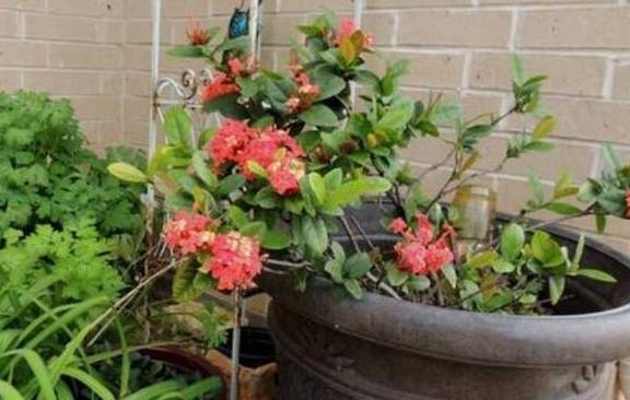 现在可以种什么花最赚钱 528ebbf16ac0471baa2903270304c517.jpeg