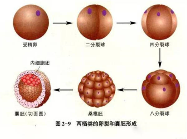 囊胚是什么意思