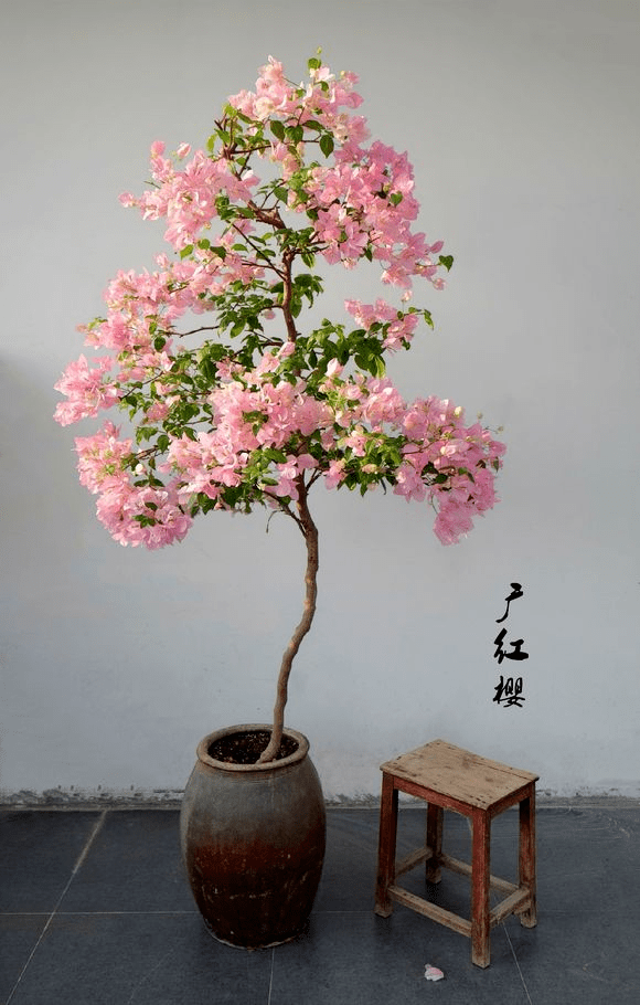 精品三角梅原盆原土 3c1b413f95fa4bb3be64454ce9a1d831.png