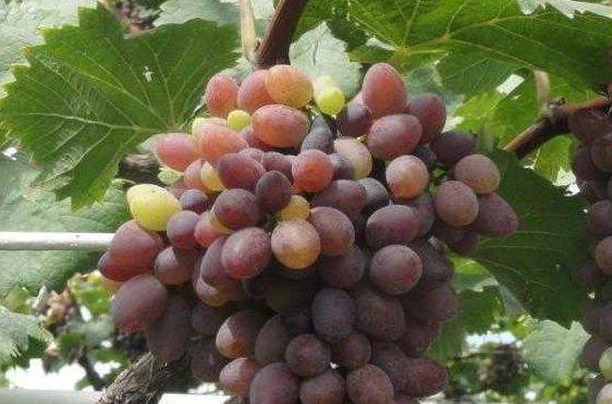 身体|美容养颜、滋润身体，早吃早好！对身体最好的3种食物