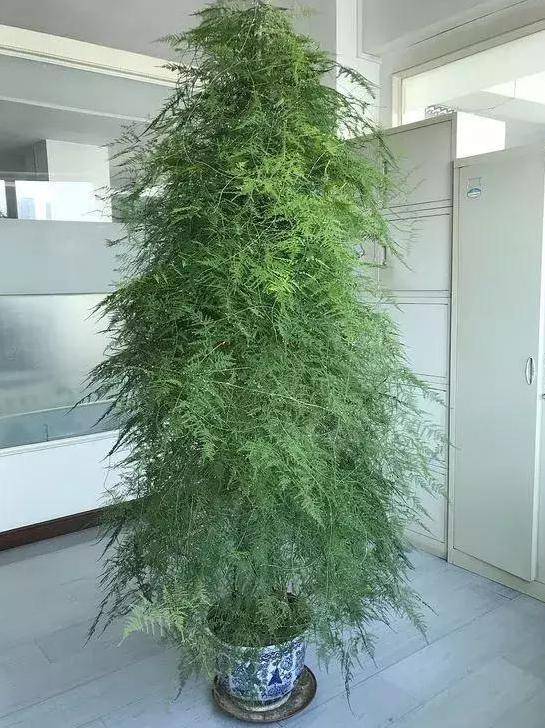 室内种植文竹适合吗风水好吗 文竹放客厅竟会破财？30年老花农揭秘真相