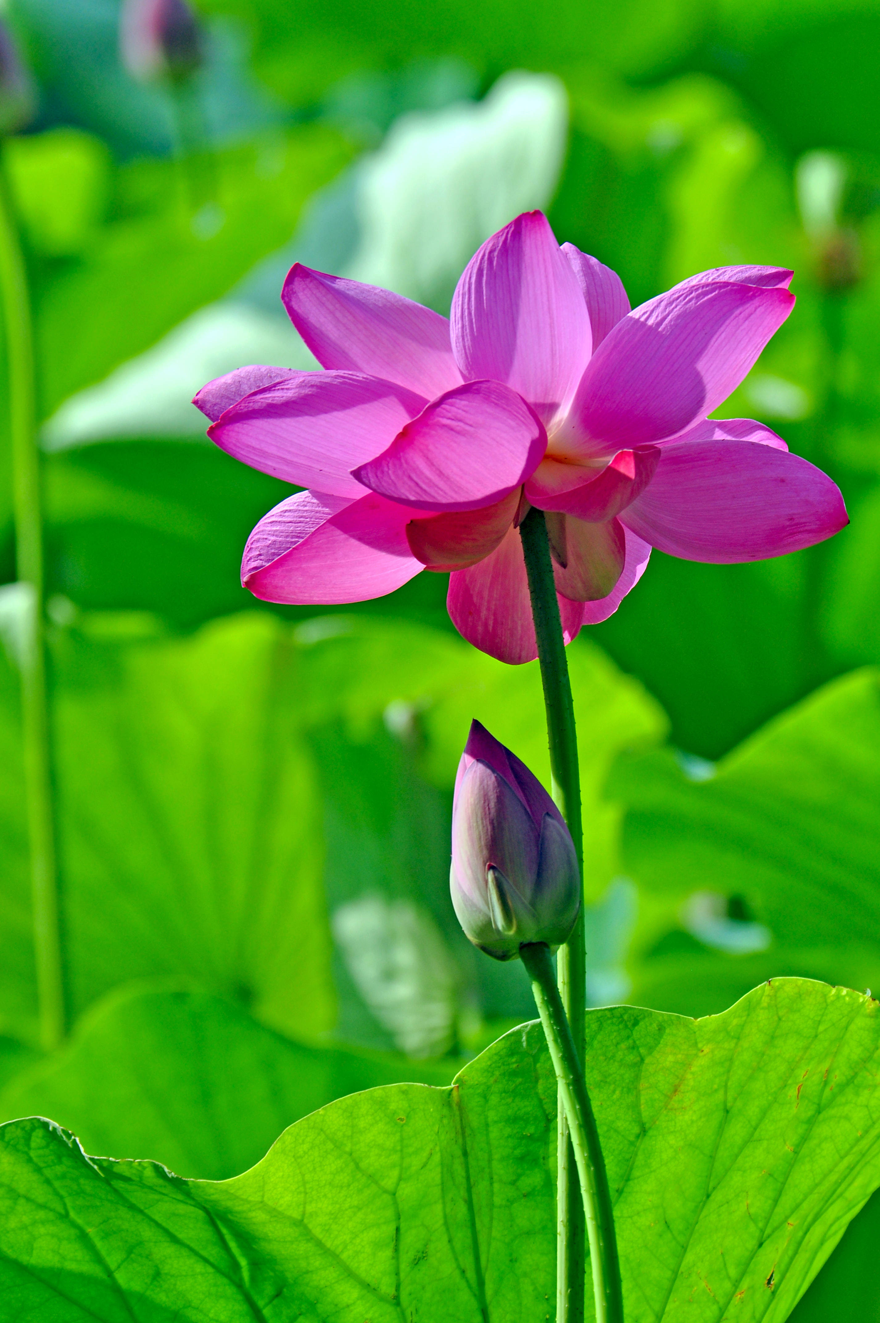 见闻记录|2020圆明园荷花季（二）亭亭玉立