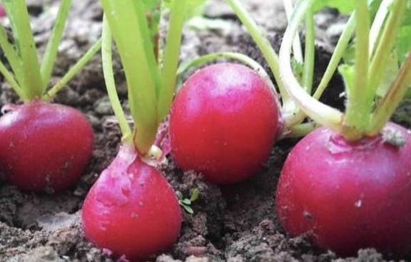 啥时候种大萝卜 1254812fc7a64477942eaa1954ffa20c.jpeg