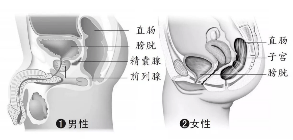 肛瘘占人口总数_肛瘘手术图片(3)