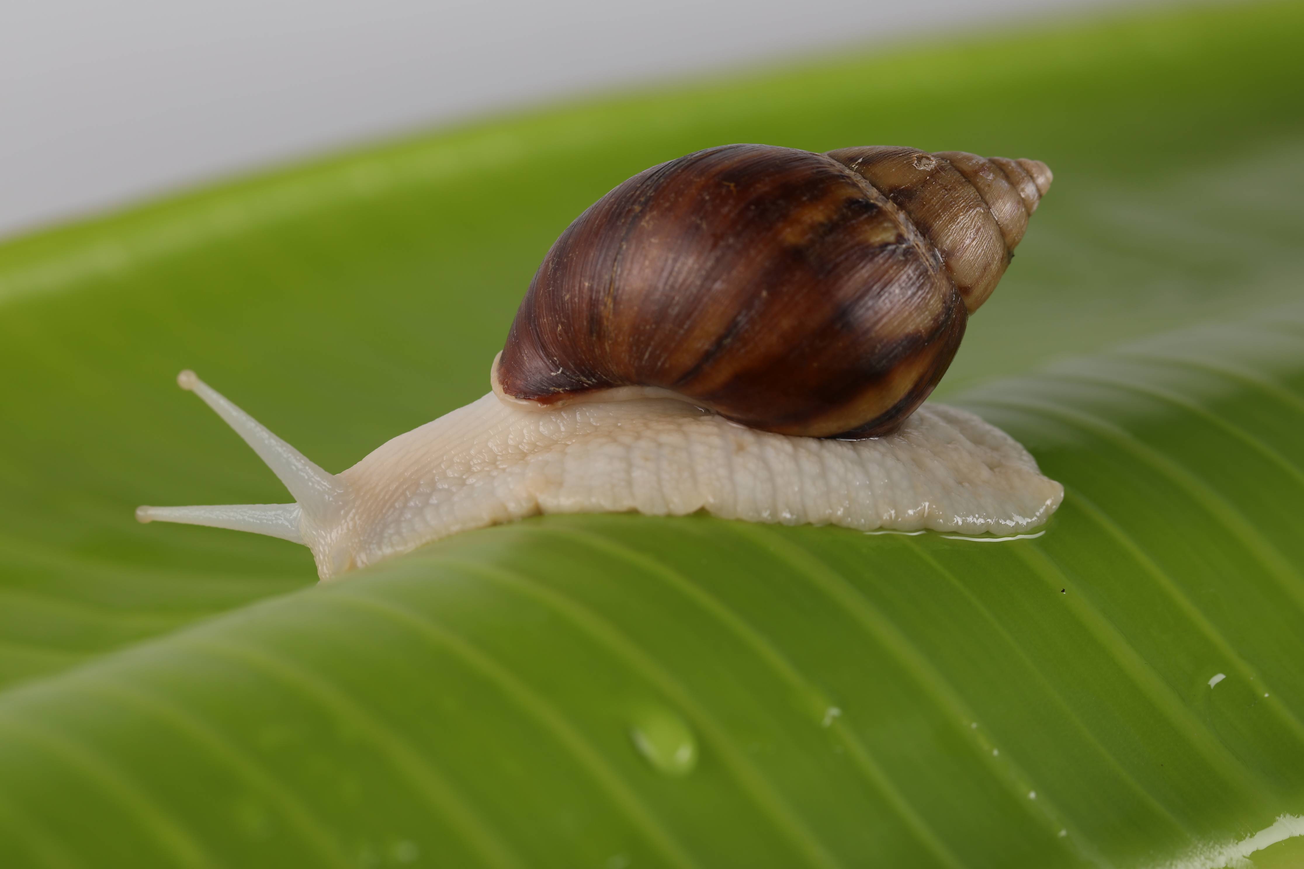 辉芮生物详解白玉蜗牛的十种价值成分