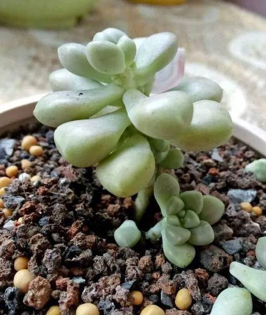 多肉叶插几天可以出根 1b83000cc361456aadea25915340b682.jpeg