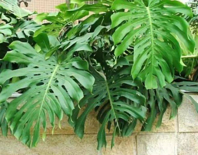 龟背竹怎么长得叶大 3196b06e69374b03b2f941ad9d3a367f.jpeg