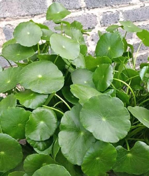 无忧树种植方法 64111caafafb4d488fe5890d9ab7ccff.jpeg