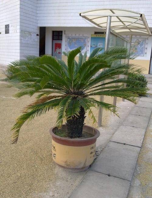 寿命长的花卉植物 7c1ecb5aee69479096c248468b0331e5.jpeg