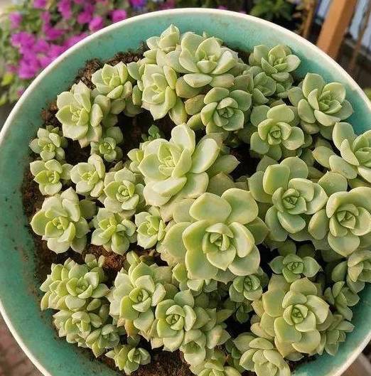 多肉叶插要不要剪母叶 9638296d6de147c6ab0495ce32657327.jpeg