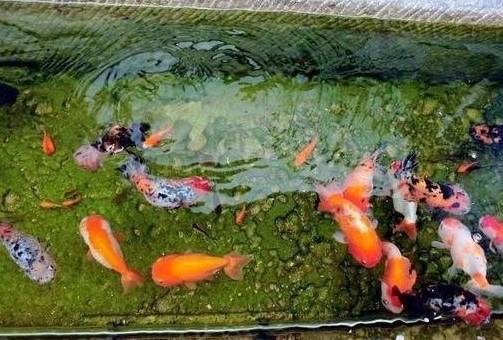 怎么养鱼才可以养活 bf782ab43aac4f56b43520ab13dfdf26.jpeg