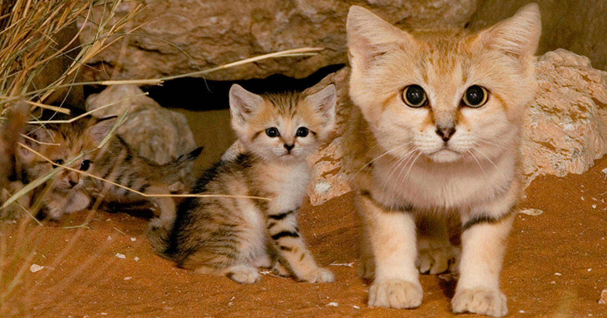 原创2只变6只！日本首次引入的两只沙漠猫，3个月时间连生两窝幼崽