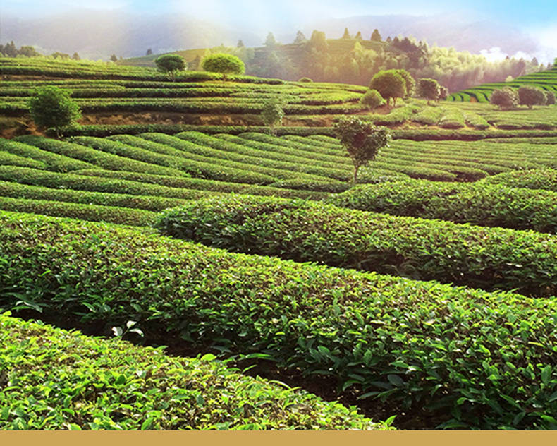 石灰|龙井的保质期有多久？该怎么保存呢？