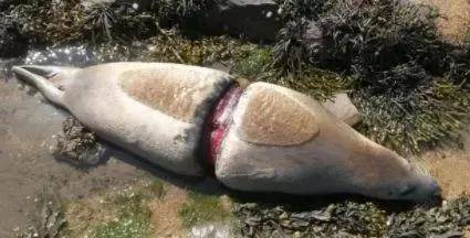 英女王宣布：向全人类公敌宣战，网友全力支持