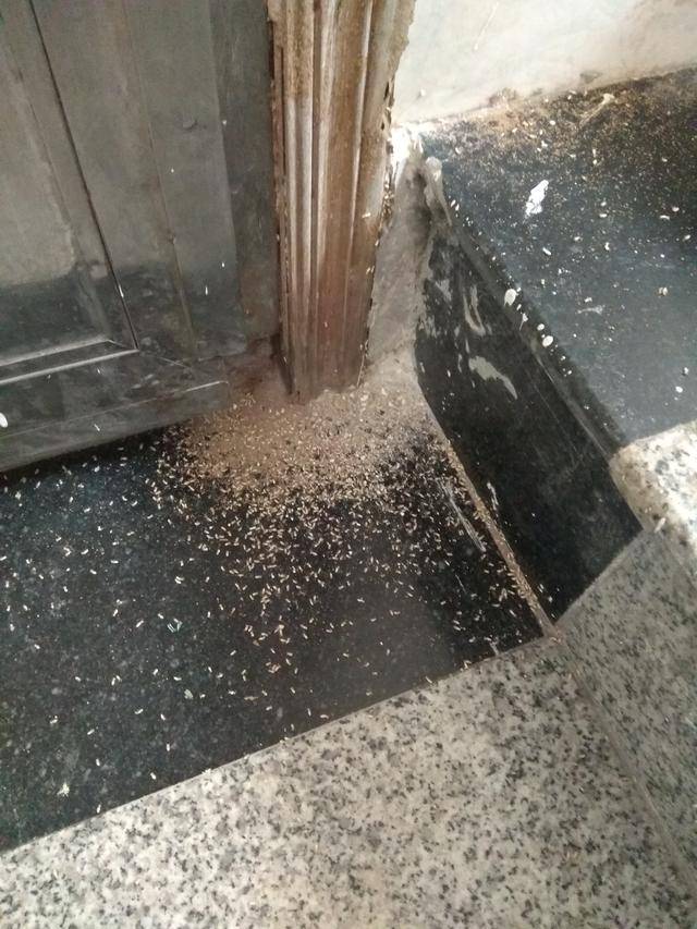 广州家庭灭白蚁有效方法