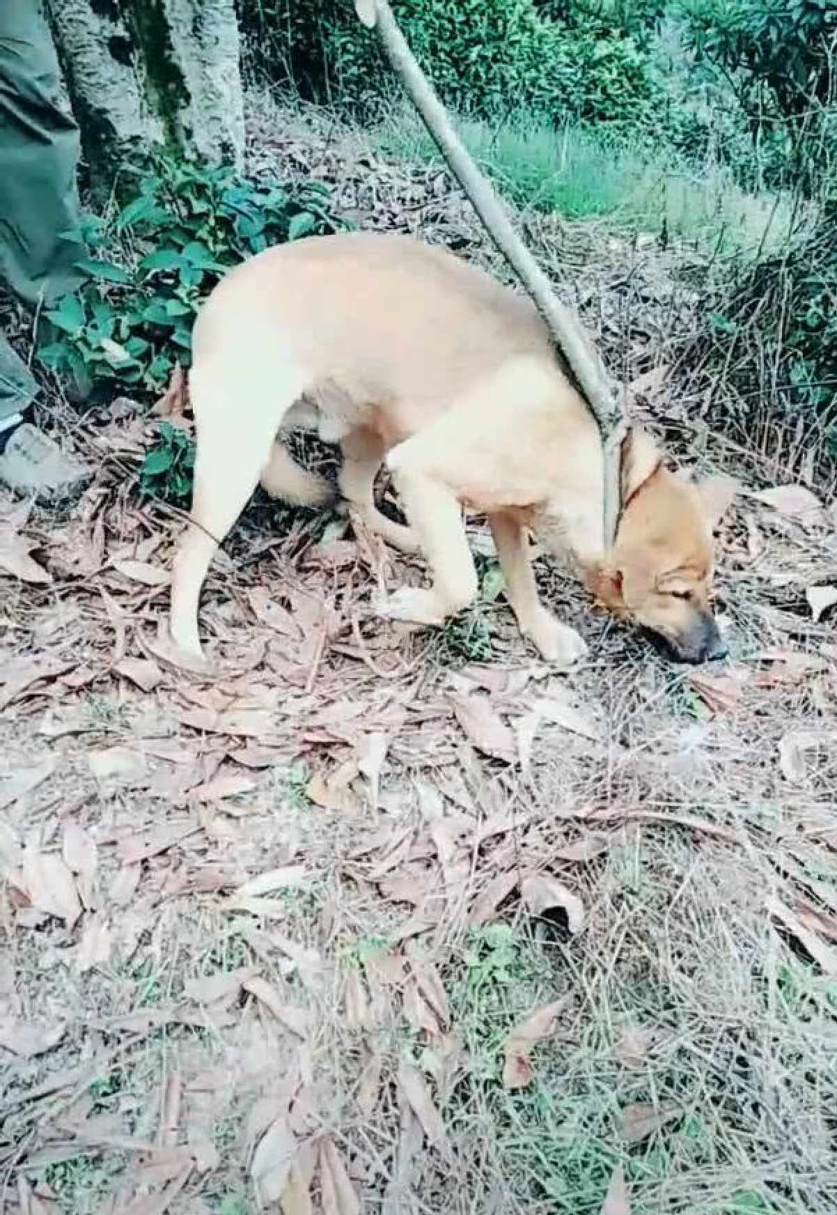 主人带狗狗上山闲逛,狗狗却遭遇人类陷阱,急的主人用这招解救_朋友