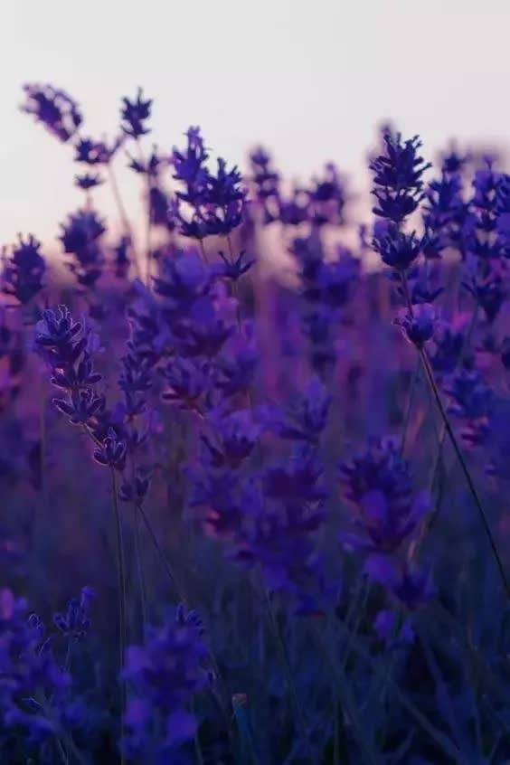 爱情|ALICE爱丽丝珠宝：为你收割薰衣草，想让你幸福