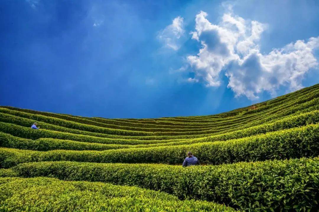 普洱茶|最怕这四个偏见！不论是普洱茶、绿茶、白茶还是红茶