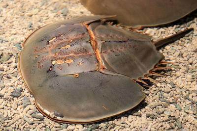 蓝色血液的鲎化石 145e6995531e411eb18475adfd6ffef9.jpeg