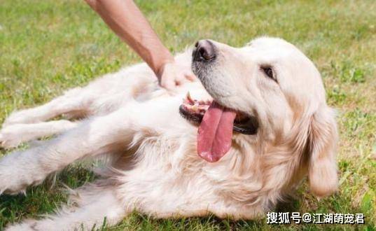 狗狗养多久才有感情 15f2a73dd08a4128977cc7aef38cdf0c.jpeg