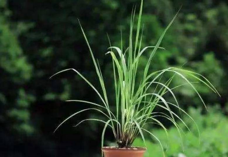 中药怎么做成精油 1abad1b5a07443f0a872ba8f174808d6.jpeg