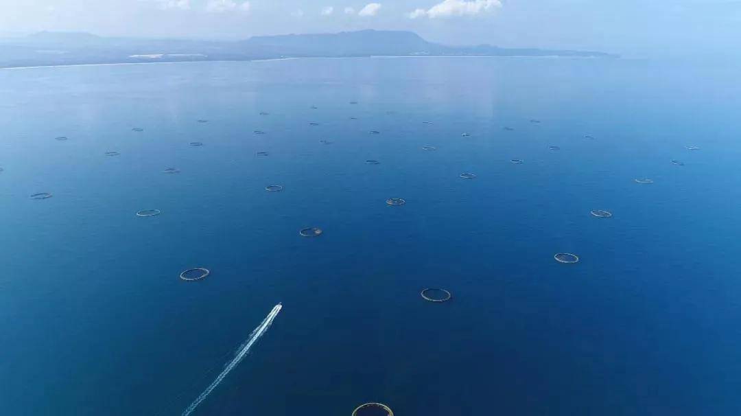 棋子湾深海金鲳鱼养殖网箱